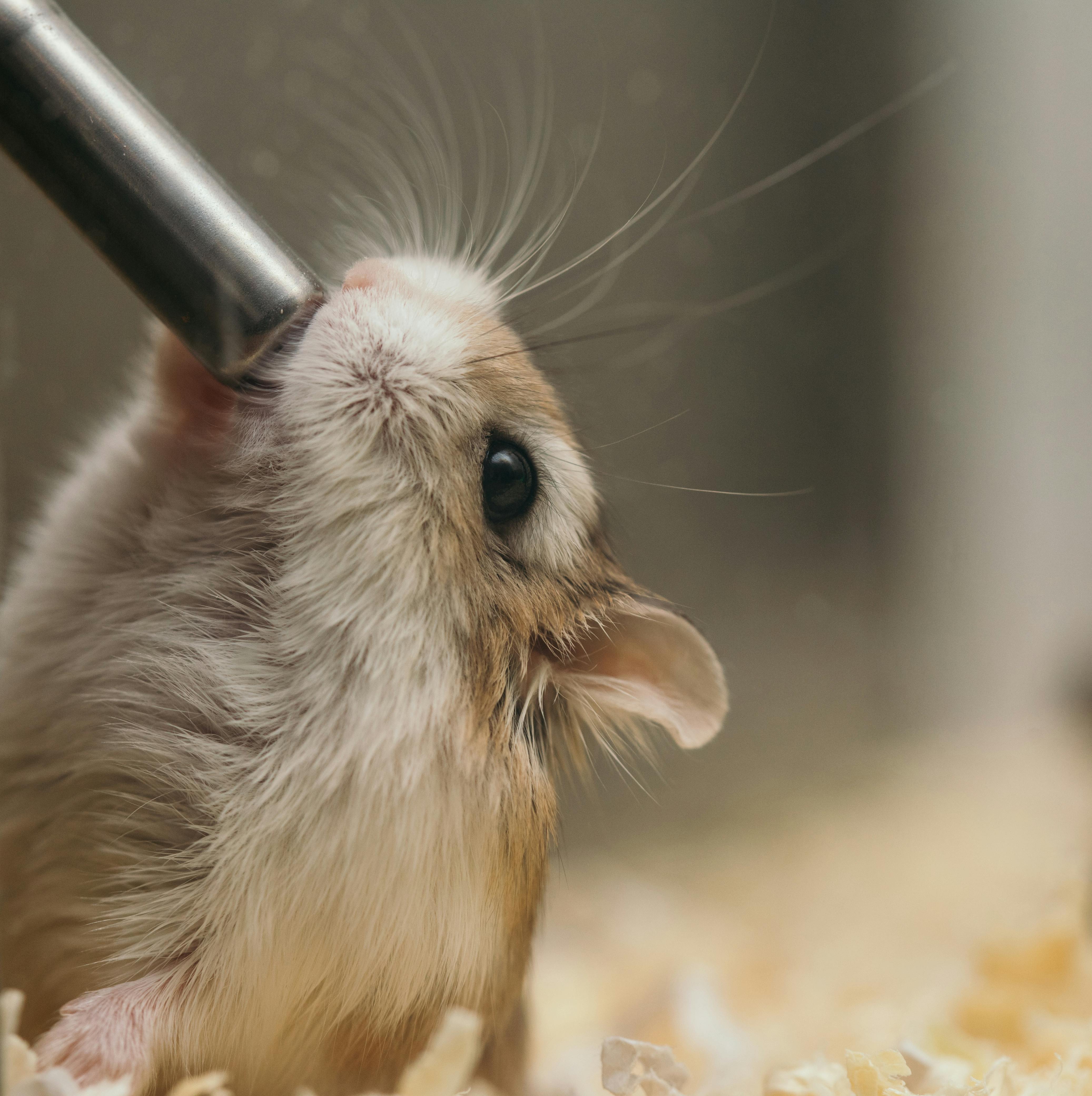 Hamster Barnie