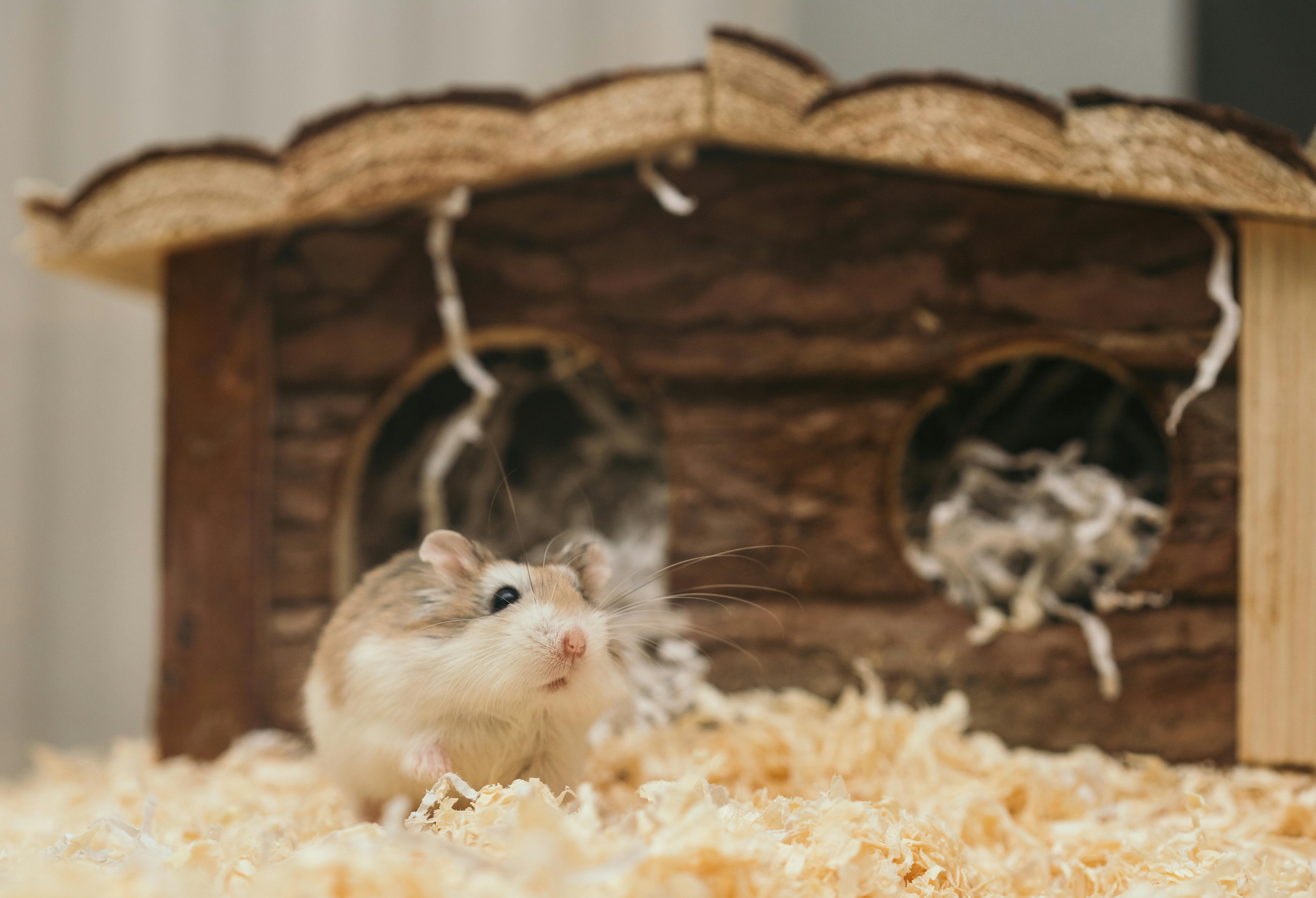 Hamster Elliot
