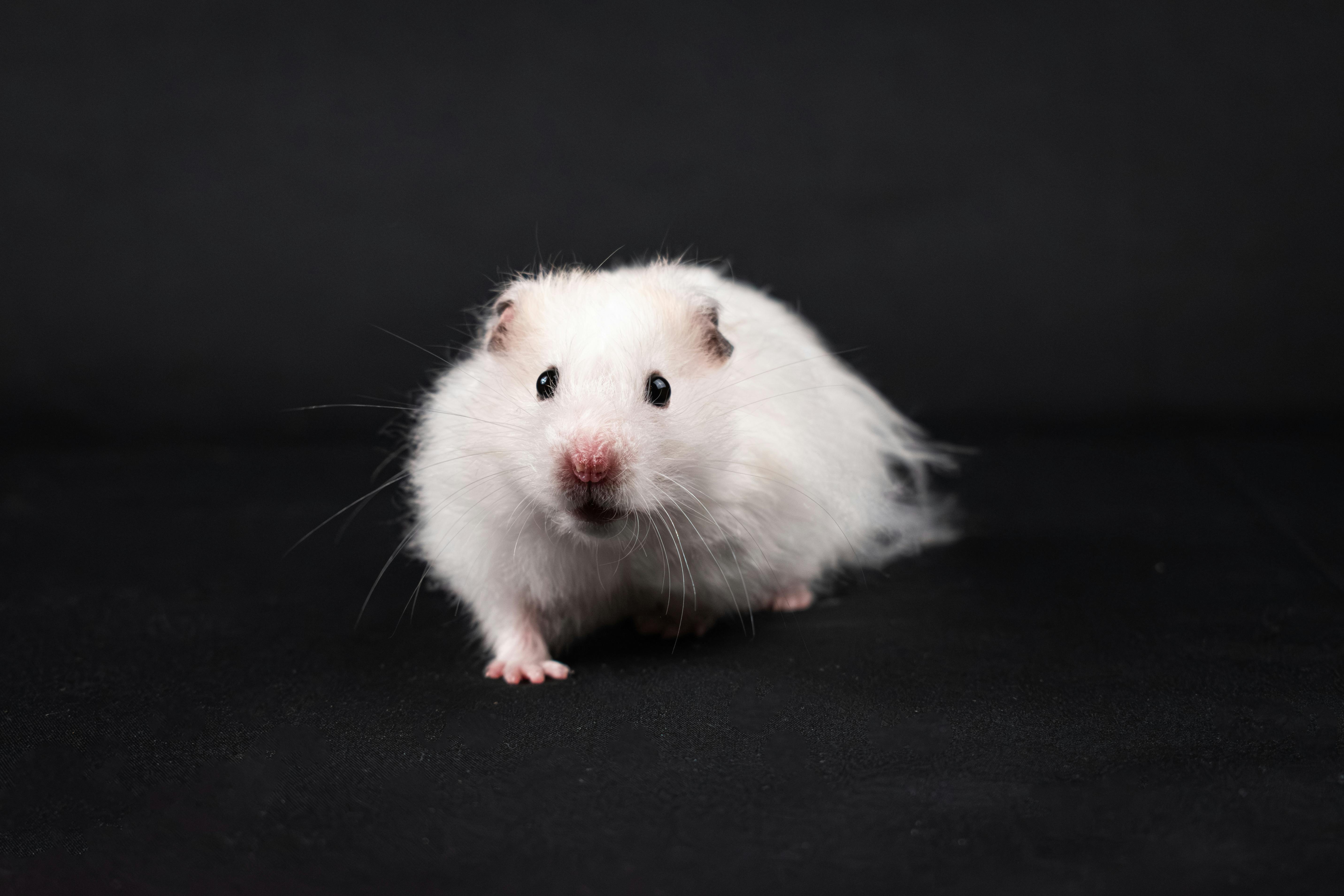 Hamster Vanja
